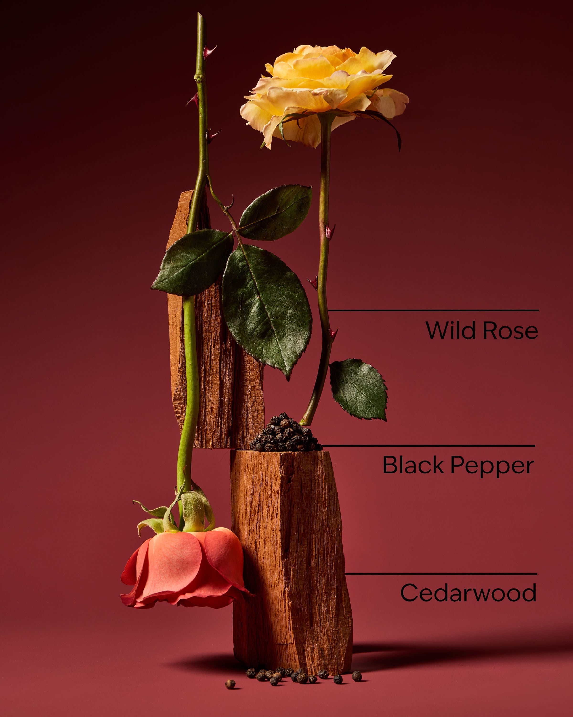 Nocturnal Rose Cologne